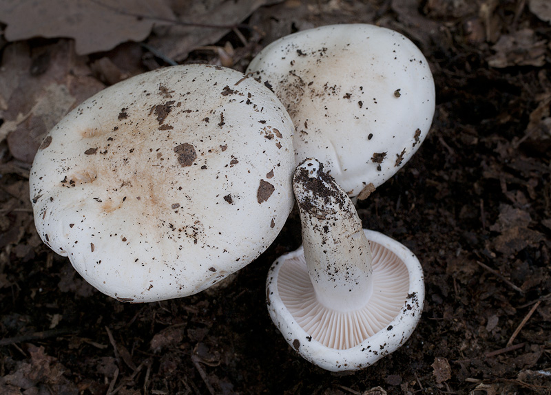 Hygrophorus penarioides